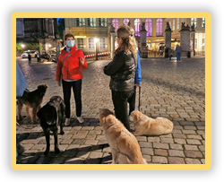 Dresden und Hunde